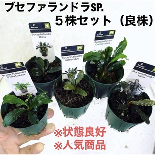 ◆ブセファランドラSP.よりどり5セット（良株） #ブセさかな屋 水草　クダカン(アクアリウム)