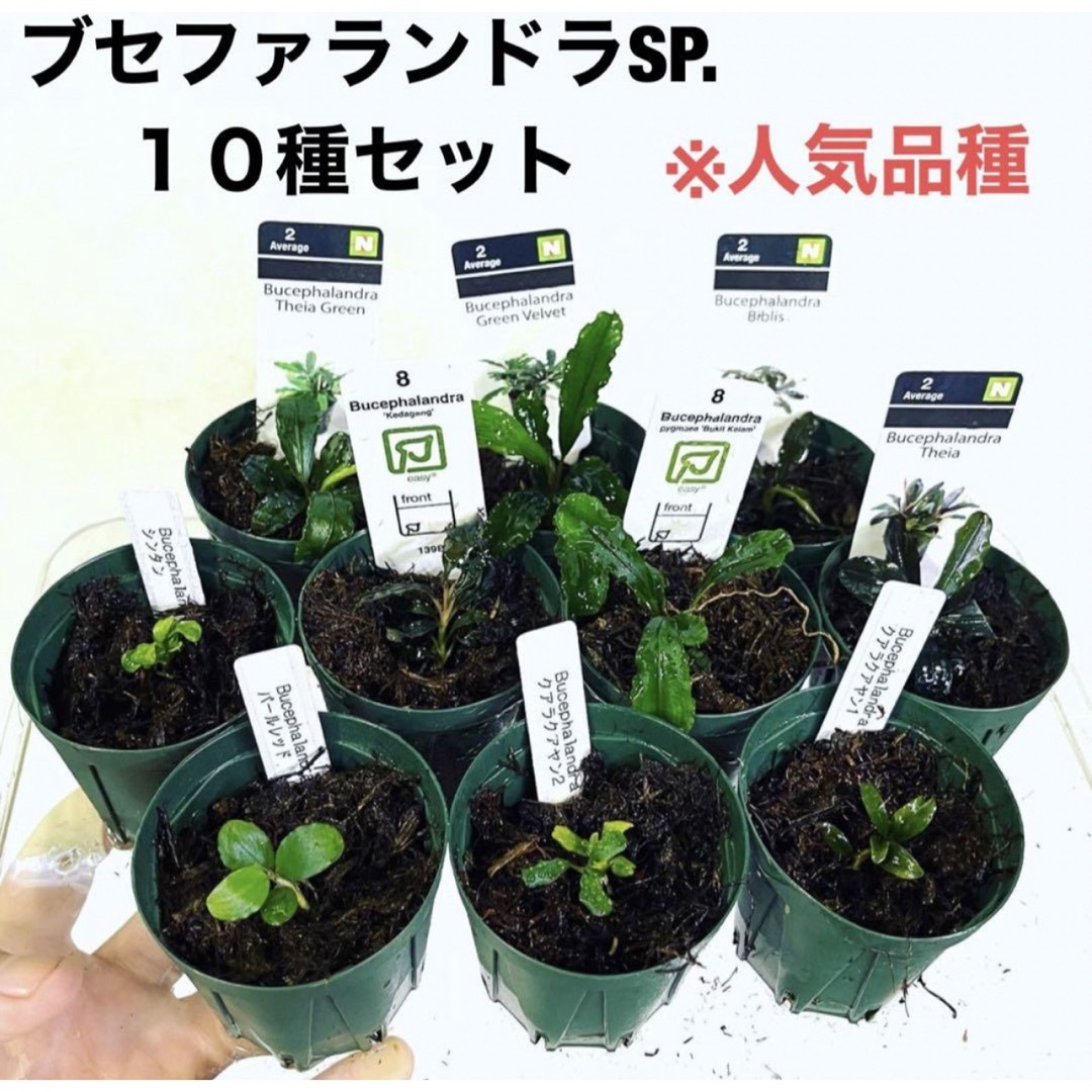 ◆ブセファランドラSP.よりどり10セット（良株） #ブセさかな屋 水草クダカン その他のペット用品(アクアリウム)の商品写真