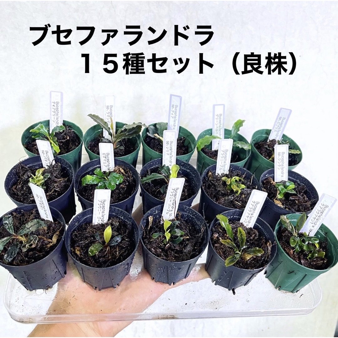 ◆ブセファランドラSP.よりどり10セット（良株） #ブセさかな屋 水草クダカン その他のペット用品(アクアリウム)の商品写真