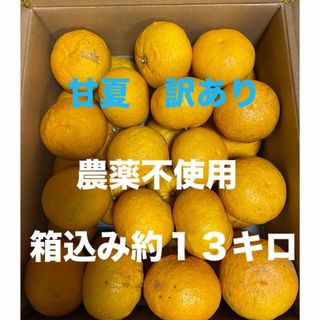 甘夏　訳あり　箱込み１３キロ　⑦(フルーツ)