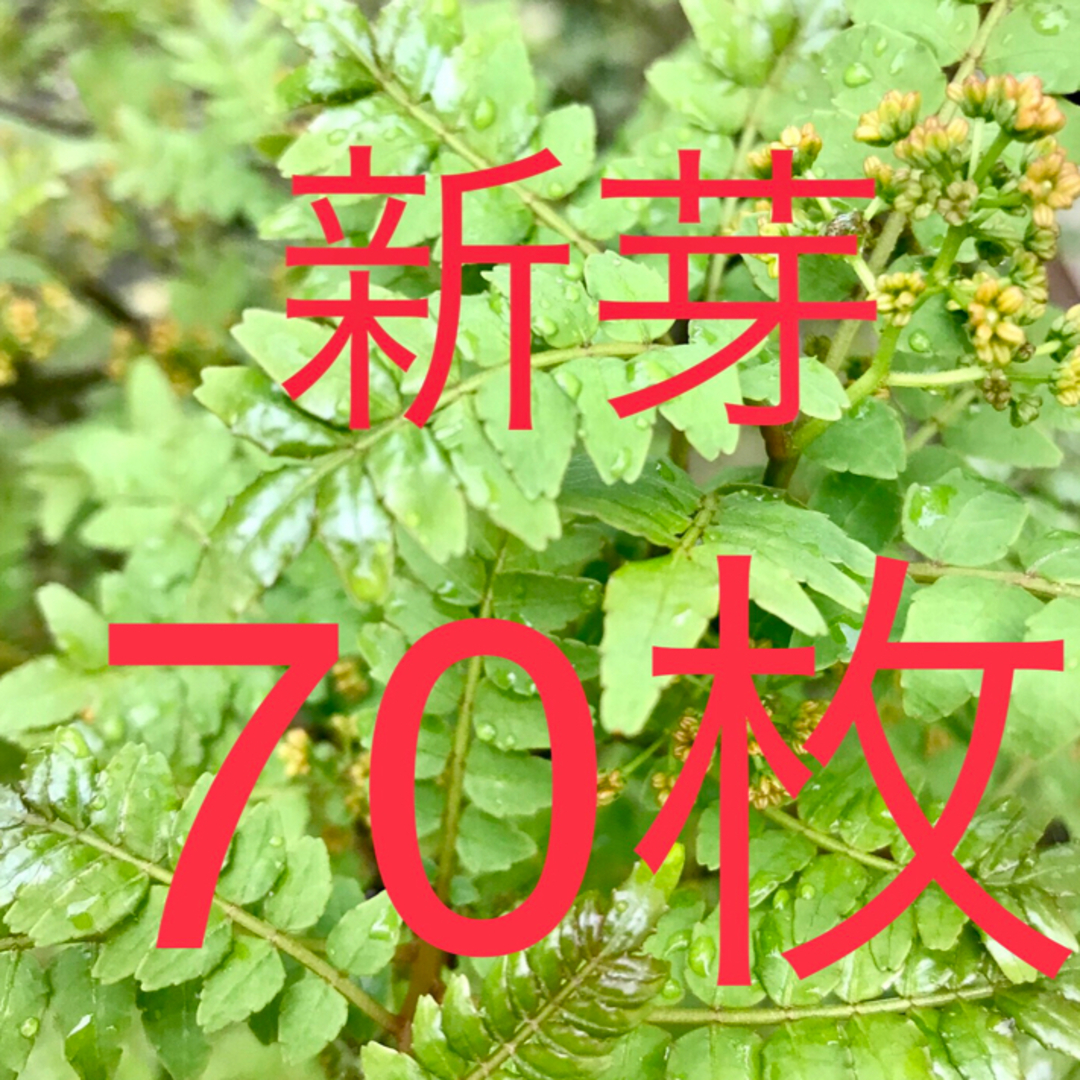 山椒の葉　木の芽　新芽　無農薬　70枚　ネコポスにて即日発送 食品/飲料/酒の食品(野菜)の商品写真