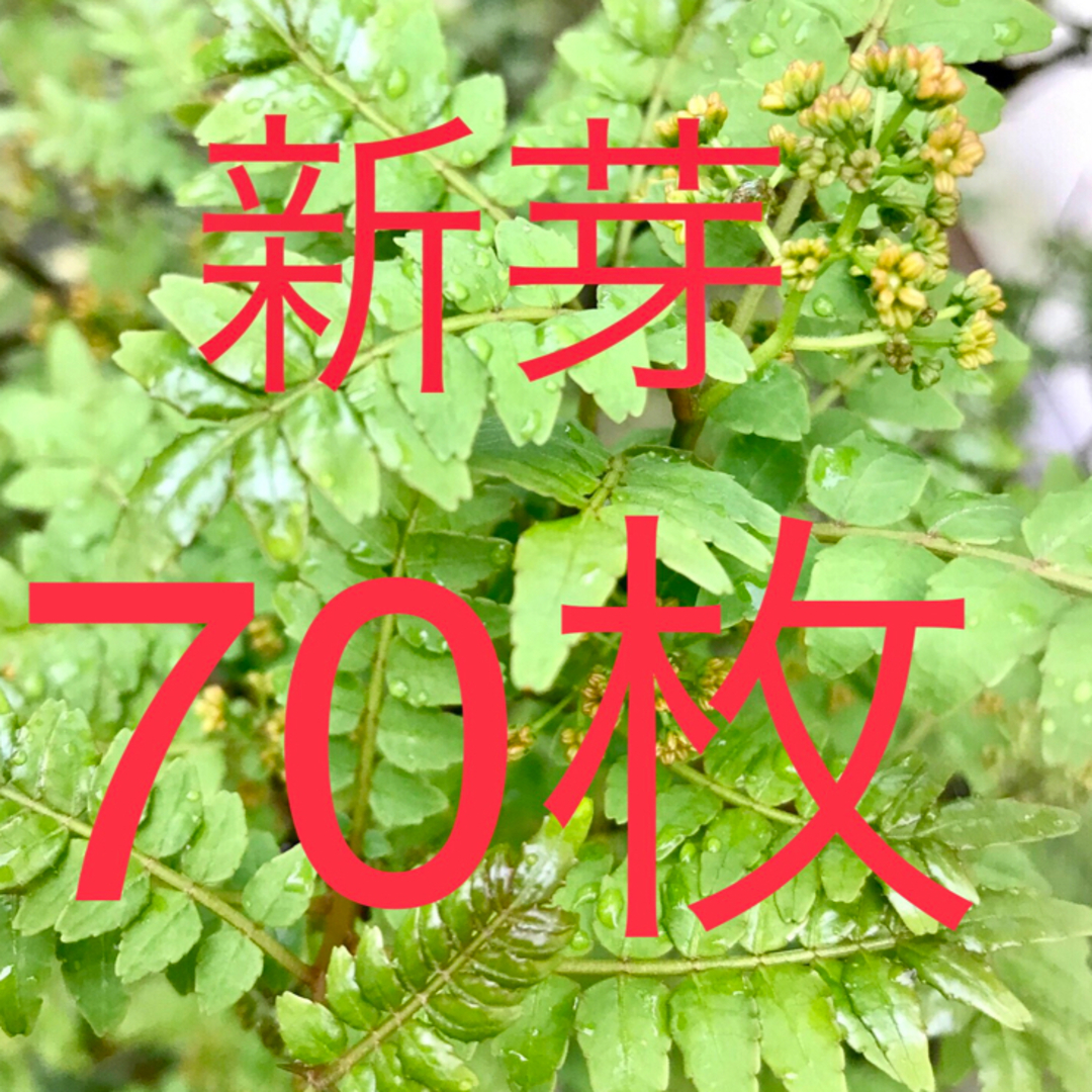 山椒の葉　木の芽　新芽　無農薬　70枚　ネコポスにて即日発送 食品/飲料/酒の食品(野菜)の商品写真