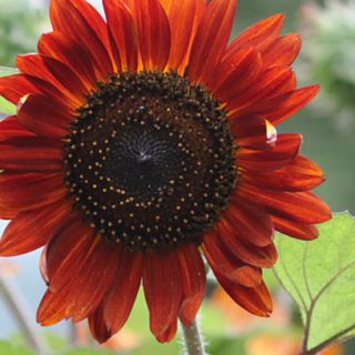 ひまわりの種　ムーランルージュ　花の種　春まき種(その他)