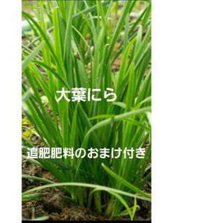 大葉にら　ニラ苗5本　お試し品　追肥肥料のおまけ付き(野菜)