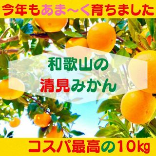 清見みかん 訳あり 10kg 和歌山県産 清見オレンジ 旬の果物