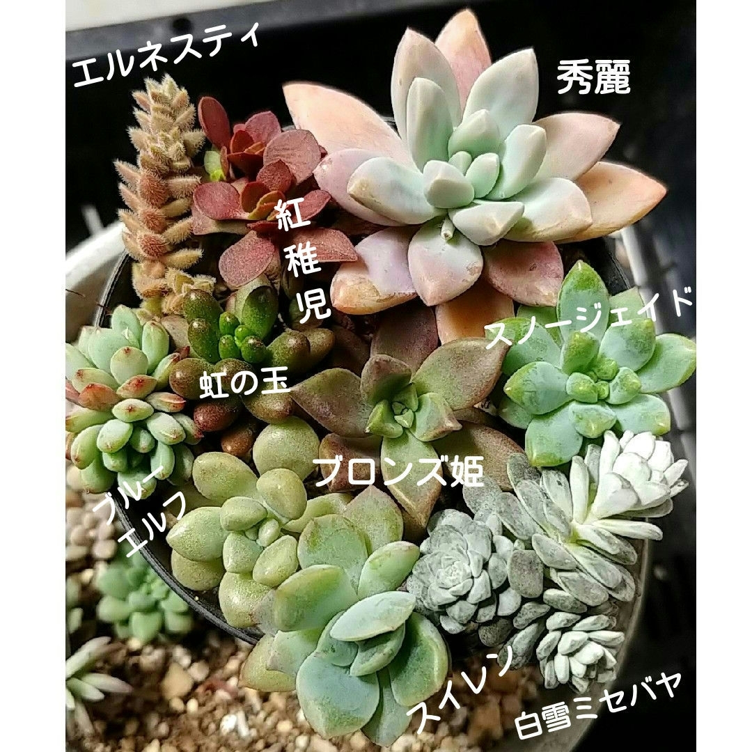 多肉植物カット苗 ハンドメイドのフラワー/ガーデン(その他)の商品写真