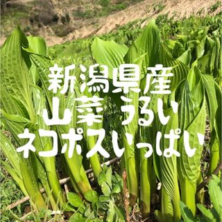 新潟県産　山菜うるい　60サイズにいっぱい　春の味覚(野菜)