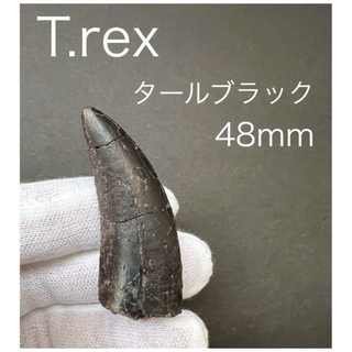恐竜　ティラノサウルス・レックスの歯化石　タールブラック　ロングカーブ約48mm(その他)