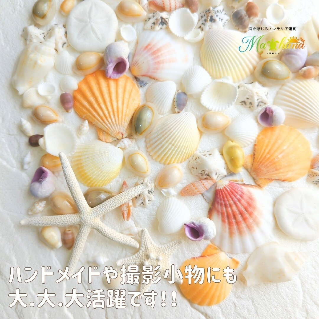 貝殻　貝殻アソート　お買い得　結婚式　工作　夏　シェル　海　デコ　ナチュラル ハンドメイドの素材/材料(各種パーツ)の商品写真