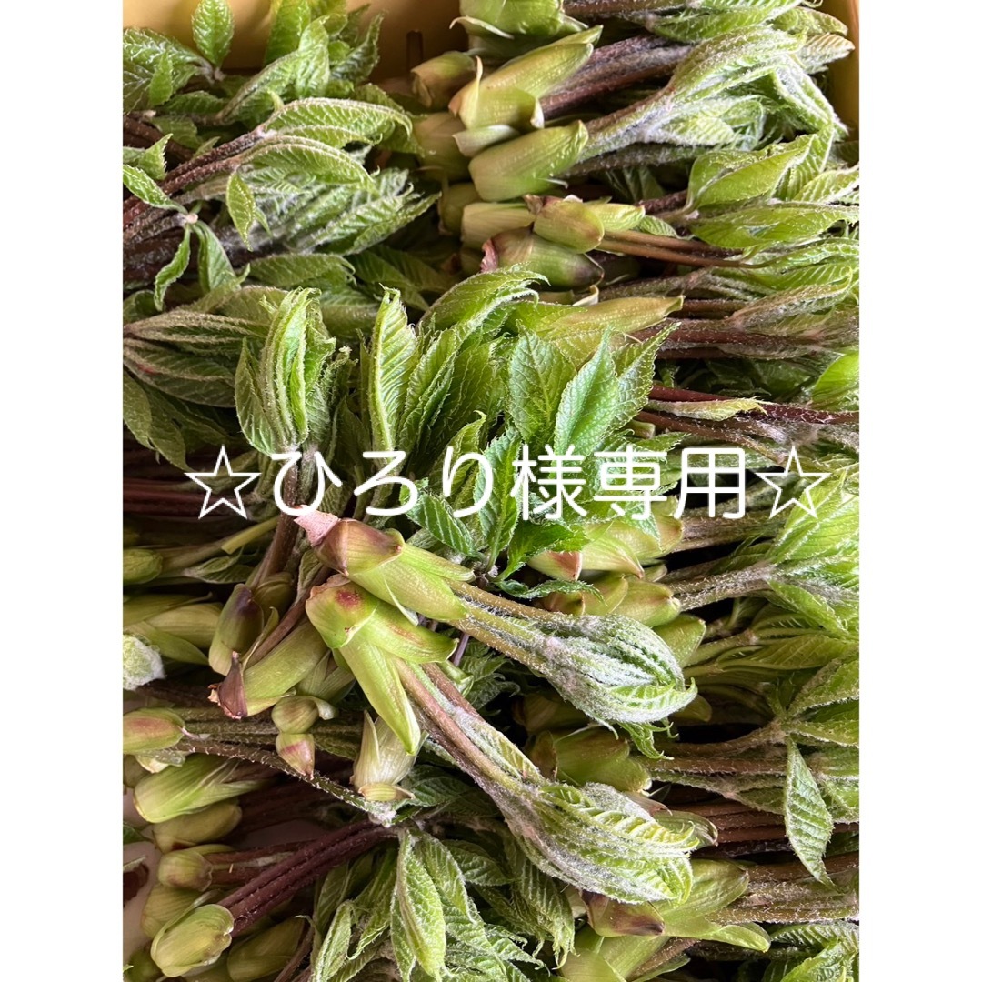 ☆ひろり様専用☆ 300g コシアブラ 食品/飲料/酒の食品(野菜)の商品写真