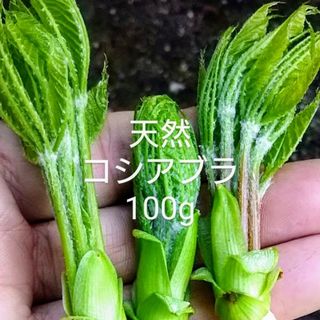 岩手県産　天然　コシアブラ　100g(野菜)