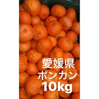 愛媛県産　木成り　ポンカン　柑橘　10kg