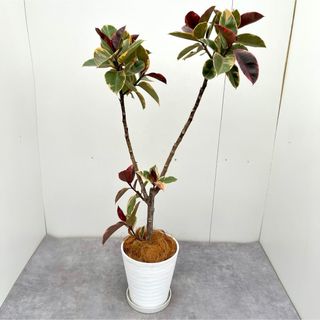 フィカス　ルビー　ストレート　22【現品】観葉植物(その他)