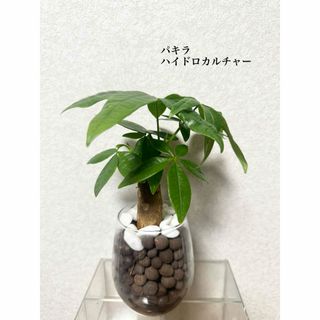 パキラ　ハイドロカルチャー　観葉植物