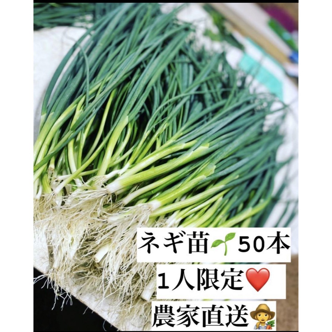 福岡県産　ネギ苗50本　1人限定 食品/飲料/酒の食品(野菜)の商品写真