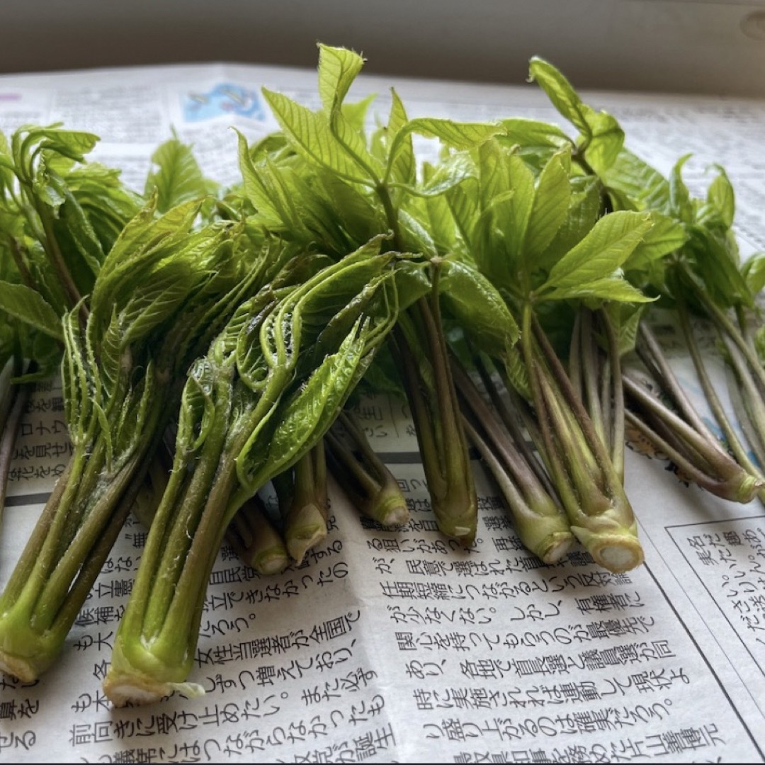 山形県産天然コシアブラ100グラム 食品/飲料/酒の食品(野菜)の商品写真