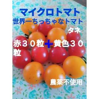 世界一ちっちゃなトマト種　マイクロトマト種　赤➕黄花　タネの出品(野菜)
