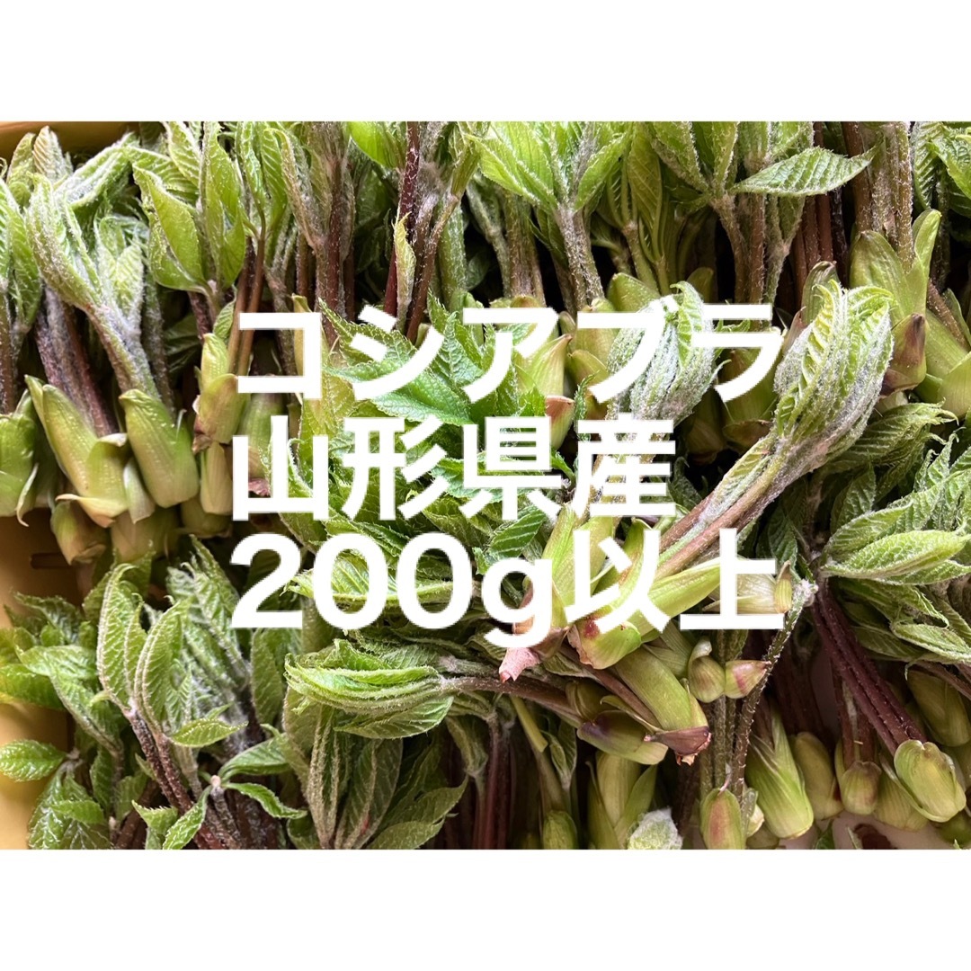 コシアブラ　山形県産　200g以上 食品/飲料/酒の食品(野菜)の商品写真