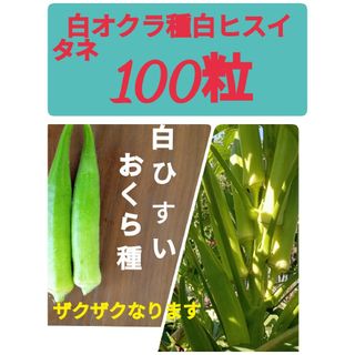 オクラ種　白ヒスイ　タネの出品(野菜)