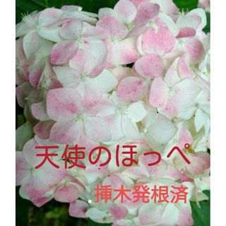 天使のほっぺ　紫陽花　挿木発根済(プランター)