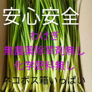 わけぎ 無農薬除草剤無し(野菜)