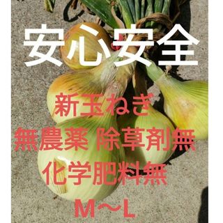 玉ねぎ無農薬除草剤無化学肥料無(野菜)