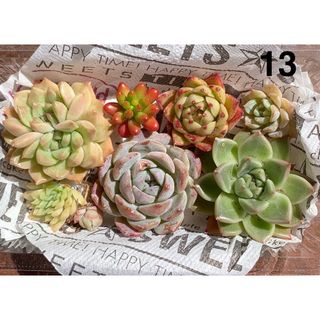 春セール特価❤️エケベリア詰合せ【13】❤️多肉植物　寄植え　カット苗(その他)