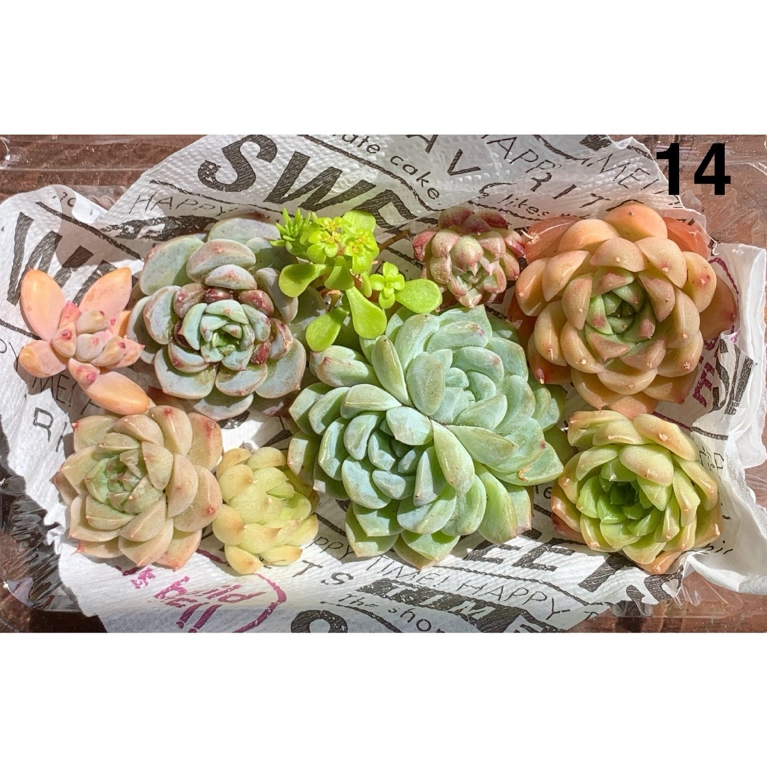 春セール特価❤️エケベリア詰合せ【14】❤️多肉植物　寄植え　カット苗 ハンドメイドのフラワー/ガーデン(その他)の商品写真