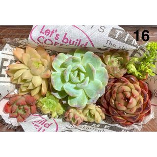 春セール特価❤️エケベリア詰合せ【16】❤️多肉植物　寄植え　カット苗(その他)