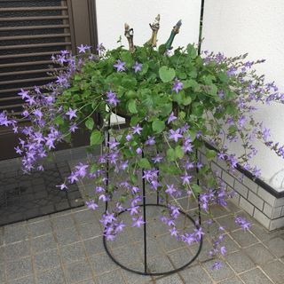 《カンパニュラアルペンブルー》ブルー系星型の花☆年々増えます☆蕾付き(その他)