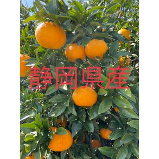 採りたて新鮮！静岡県産 薬品不使用 夏みかん 7.5キロ(野菜)