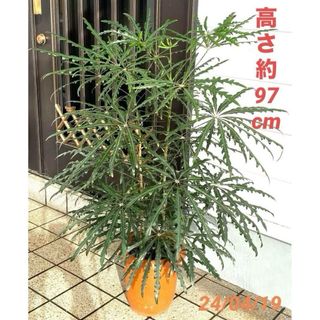 爽やか♡  アラレア　グリーンエレガンス　観葉植物　室内　シェフレラ(その他)