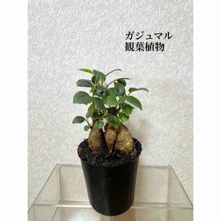 ガジュマル　苗　観葉植物