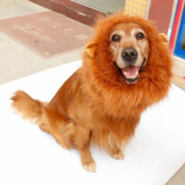 中～大型犬用ライオンマフラー　ライオンウィッグ　フリーサイズ（70x40cm） その他のペット用品(犬)の商品写真