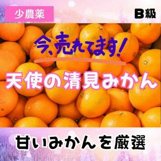 10kg【産地直送】高いコスパ！数量限定！甘い 清見 きよみ 有田みかん(フルーツ)