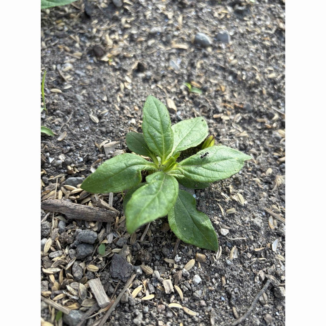 菊芋 キクイモ 苗15本 食品/飲料/酒の食品(野菜)の商品写真