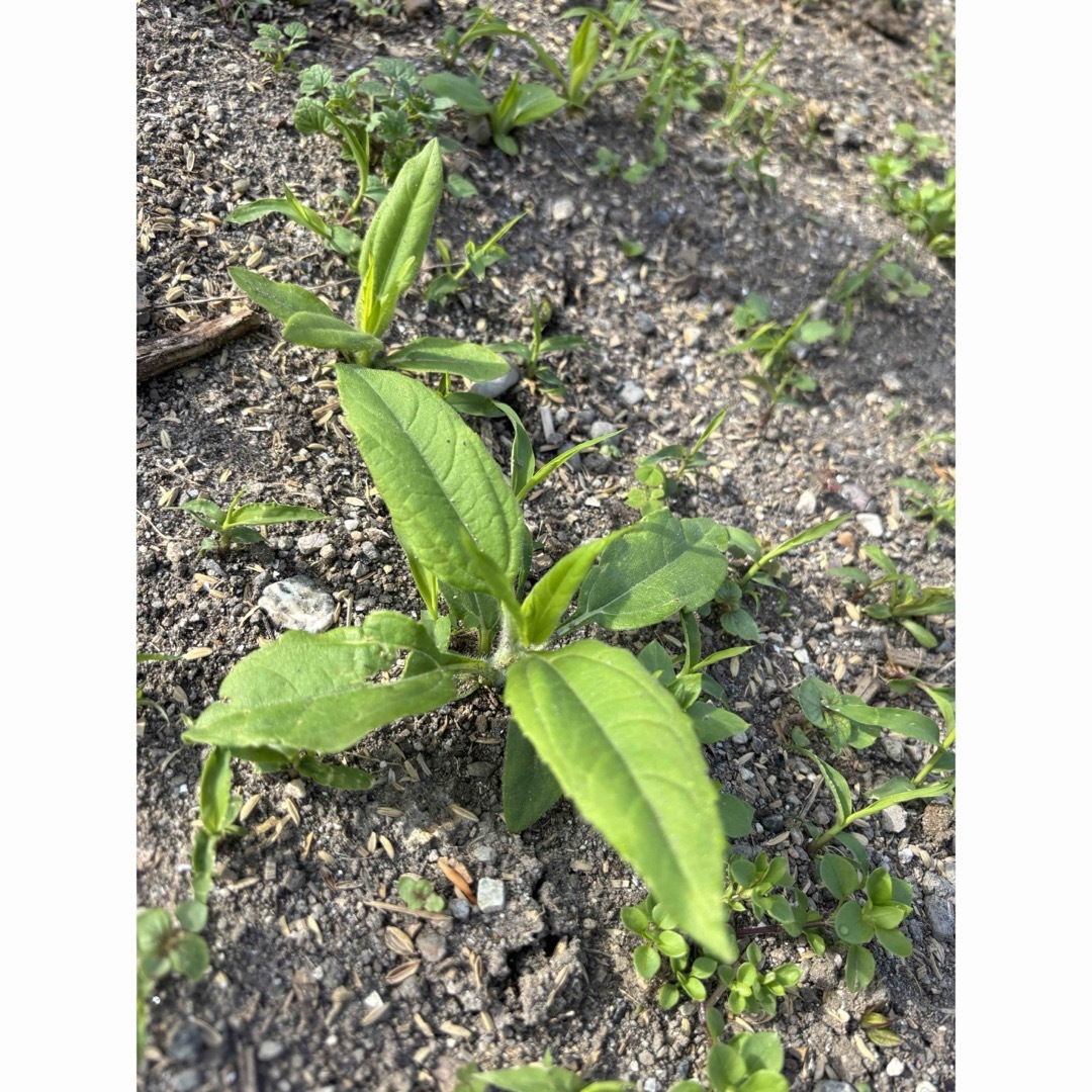 菊芋 キクイモ 苗15本 食品/飲料/酒の食品(野菜)の商品写真