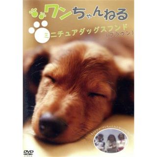 ワンちゃんねる　双子のミニチュアダックスフンド（ブラウン）(趣味/実用)