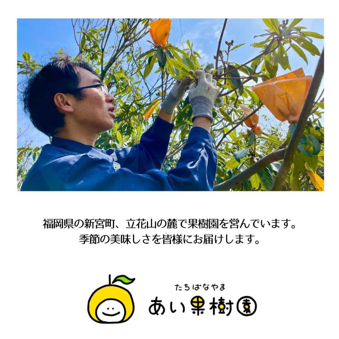福岡県産とれたて日向夏 3kg ニューサマーオレンジ 食品/飲料/酒の食品(フルーツ)の商品写真