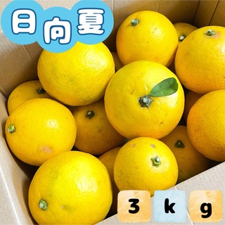 福岡県産とれたて日向夏 3kg ニューサマーオレンジ(フルーツ)