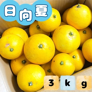 福岡県産 とれたて日向夏 3kg ニューサマーオレンジ(フルーツ)
