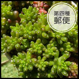 多肉植物　19日20日限定　増量中　レッドベリー　カット苗　15カット(その他)