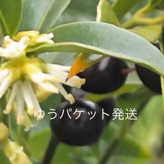R1 サルココッカ苗　甘い芳香　常緑低木　耐病性　耐寒性　日陰　病害虫強　(その他)