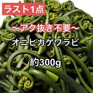 [即日発送可能] 兵庫県産 天然 山菜 オニヒカゲワラビ 約300g(野菜)