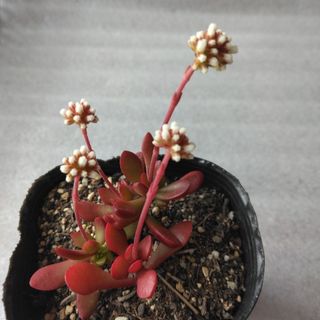 多肉植物　紅稚児　04172(その他)