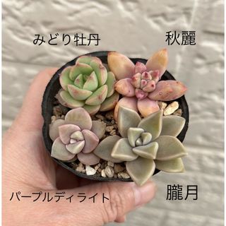 普及種　多肉植物4種セット　カット苗　240331(その他)