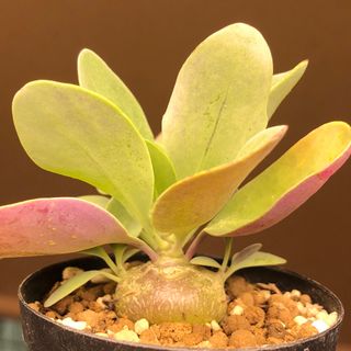 丸葉紫葉！　トリプリネルビア　オトンナ  多肉植物　塊根植物　実生(その他)