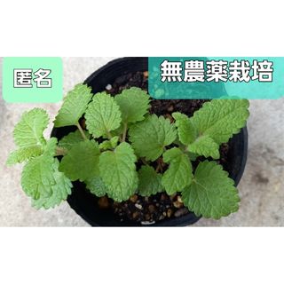 レモンバーム 無農薬栽培 １株 根付き🌱(その他)