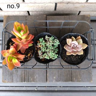 no.9多肉植物抜き苗3種セット(その他)