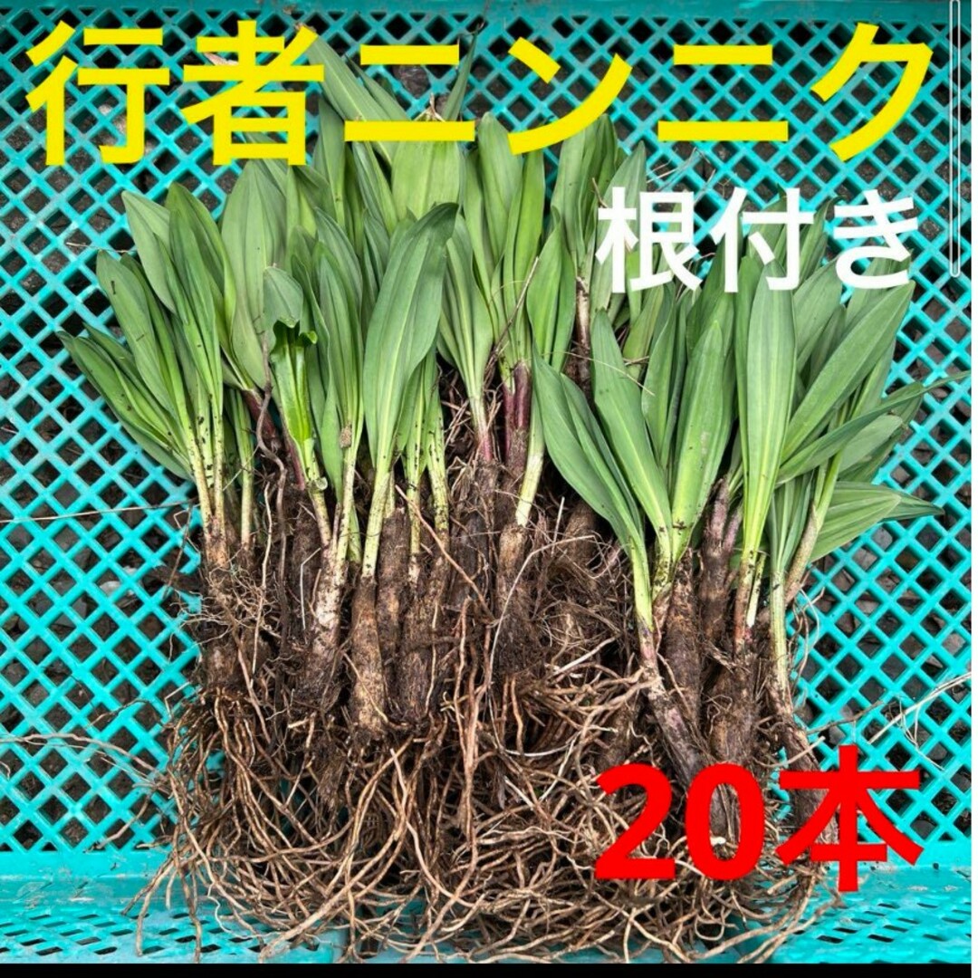 北海道産　行者ニンニク　アイヌネギ　ヒトビロ　キトビロ　根付き　20本 食品/飲料/酒の食品(野菜)の商品写真